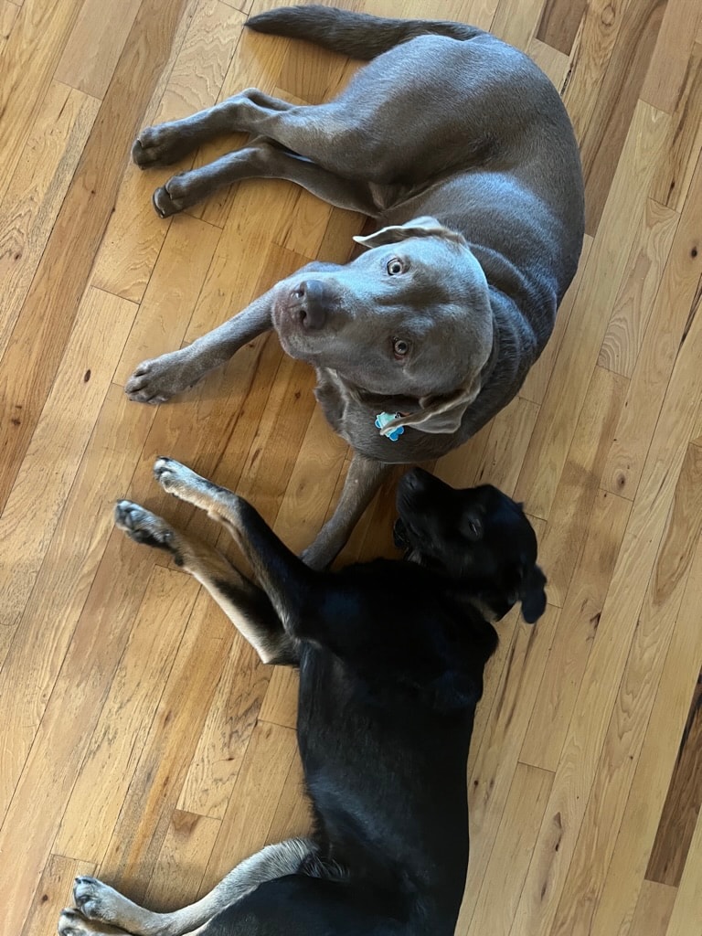 Scout and Cash outdoors